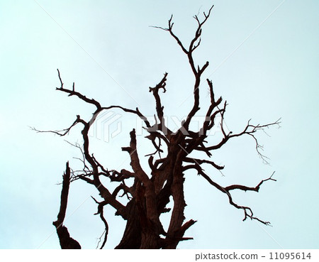 Dead Tree nature background Dead Tree nature background 11095614