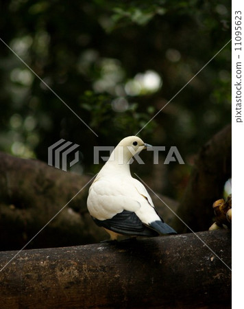 animal in zoo 11095623