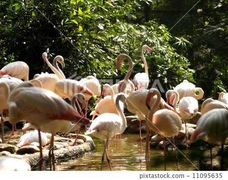 animal in zoo 11095635