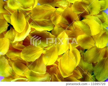 the Selection of Various Colorful Flower in nature 11095720