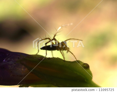 bug insects in nature 11095725