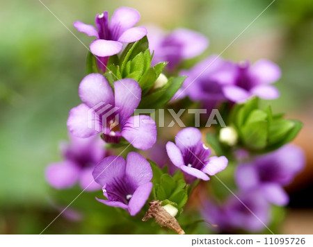the Selection of Various Colorful Flower in nature 11095726