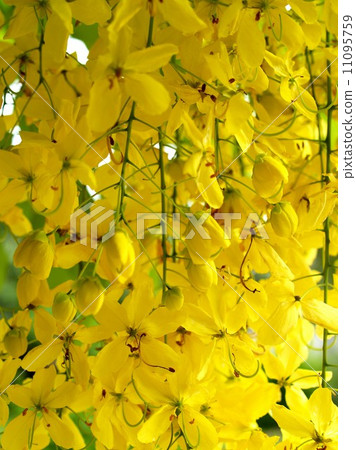 the Selection of Various Colorful Flower in nature the Selection of Various Colorful Flower in nature 11095759