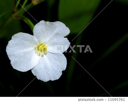 the Selection of Various Colorful Flower in nature the Selection of Various Colorful Flower in nature 11095761