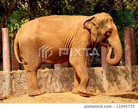 animal in zoo 11095775