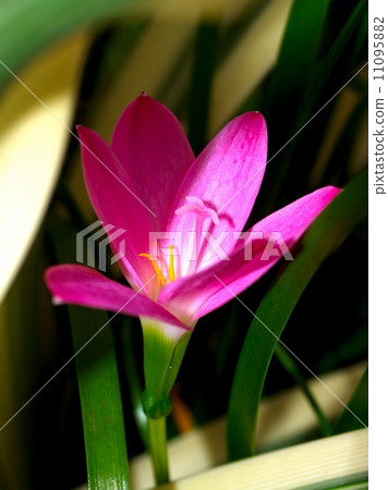 the Selection of Various Colorful Flower in nature the Selection of Various Colorful Flower in nature 11095882