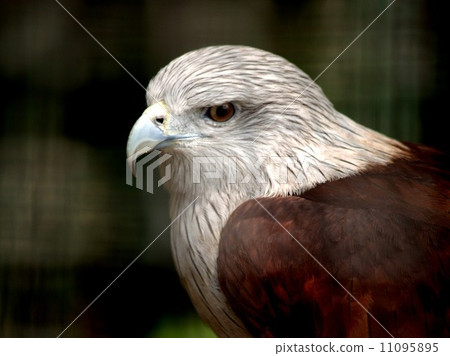 animal in zoo animal in zoo 11095895