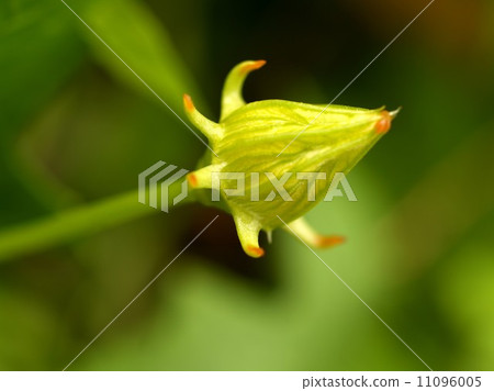 the Selection of Various Colorful Flower in nature 11096005