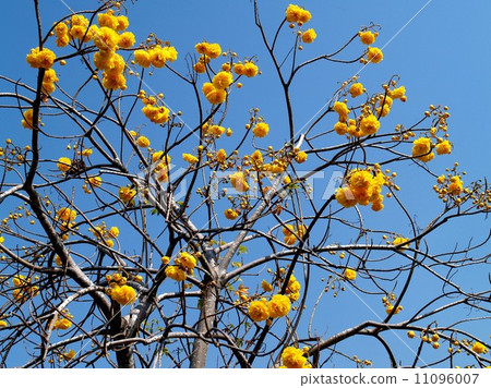 the Selection of Various Colorful Flower in nature 11096007