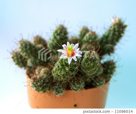 Cactus Desert plant leaves Cactus Desert plant leaves 11096014