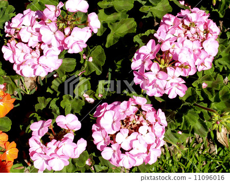 Flower garden at Doi Inthanon mountain in Chiang Mai, Thailand. Flower garden at Doi Inthanon mountain in Chiang Mai, Thailand. 11096016