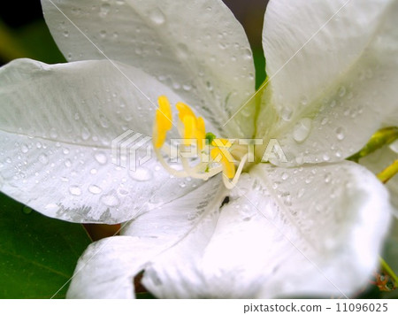 the Selection of Various Colorful Flower in nature the Selection of Various Colorful Flower in nature 11096025