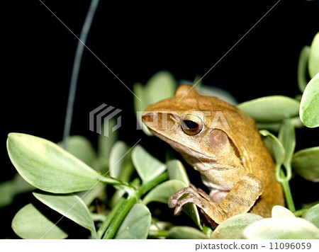 frogs tree frog in nature frogs tree frog in nature 11096059