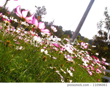 the Selection of Various Colorful Flower in nature 11096061