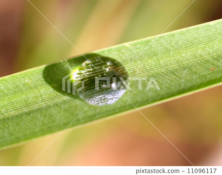 Water and Water Drop on Leaf Water and Water Drop on Leaf 11096117