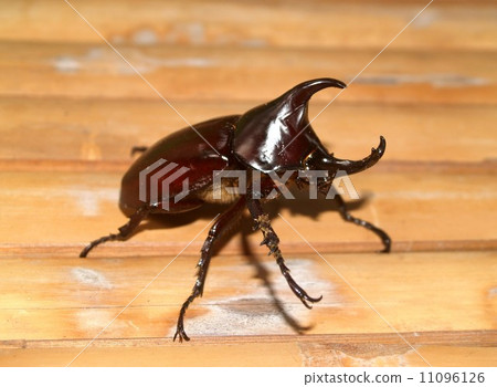 bug insects in nature bug insects in nature 11096126