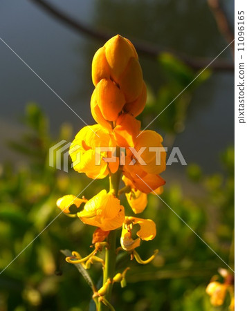 the Selection of Various Colorful Flower in nature 11096165