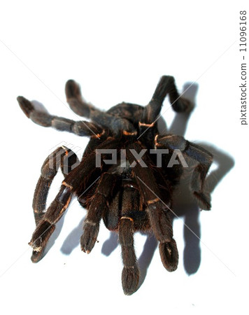 Spider and tarantula photo in nature 11096168