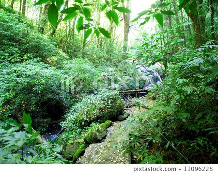 Nature rain forest doi inthanon national park, chiangmai , Thail Nature rain forest doi inthanon national park, chiangmai , Thail 11096228