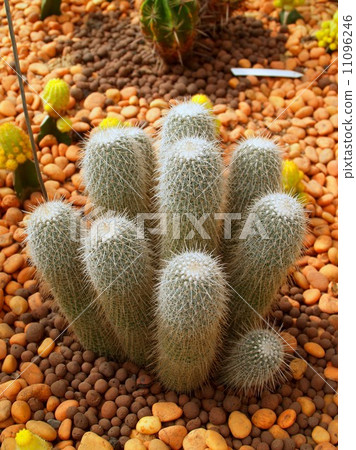 Cactus Desert plant leaves 11096246
