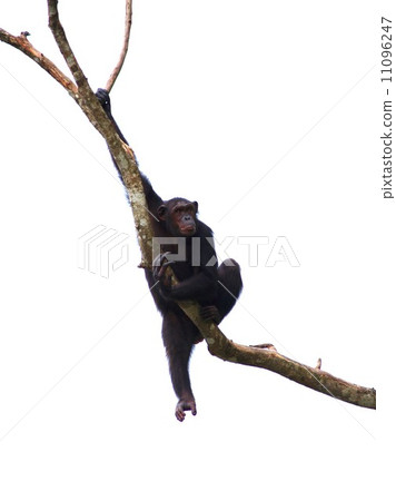 animal in zoo 11096247
