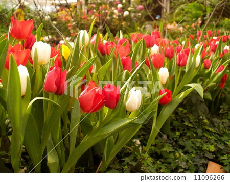 the Selection of Various Colorful Flower in nature the Selection of Various Colorful Flower in nature 11096266