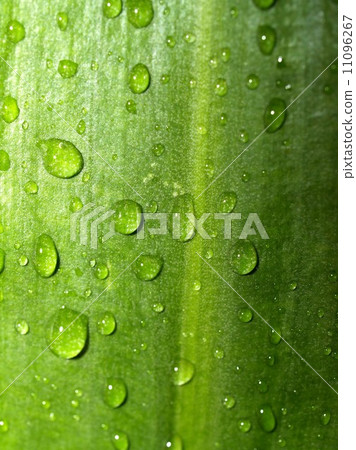 Water and Water Drop on Leaf 11096267