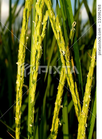 Rice background Rices field Farm Rice background Rices field Farm 11096268