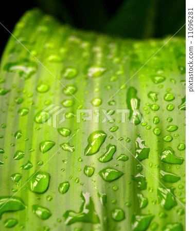 Water and Water Drop on Leaf 11096281