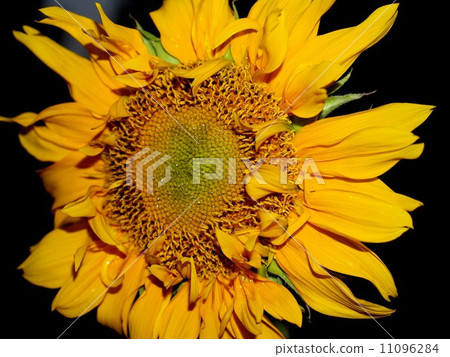 image Sunflower field 11096284