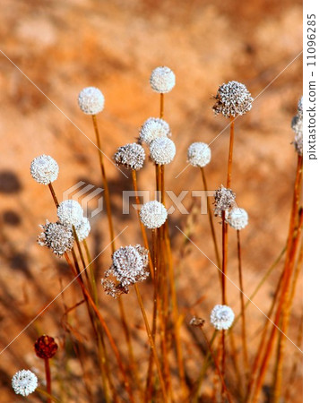 the Selection of Various Colorful Flower in nature 11096285