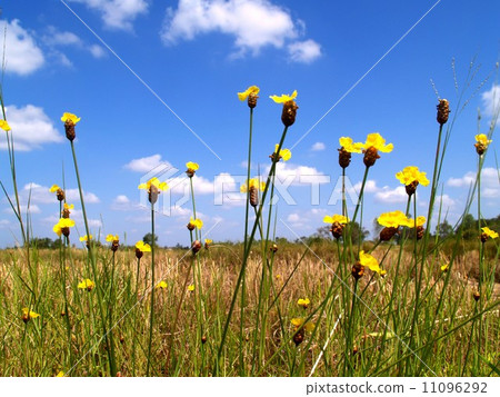 the Selection of Various Colorful Flower in nature the Selection of Various Colorful Flower in nature 11096292