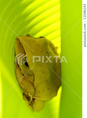 frogs tree frog in nature frogs tree frog in nature 11096293