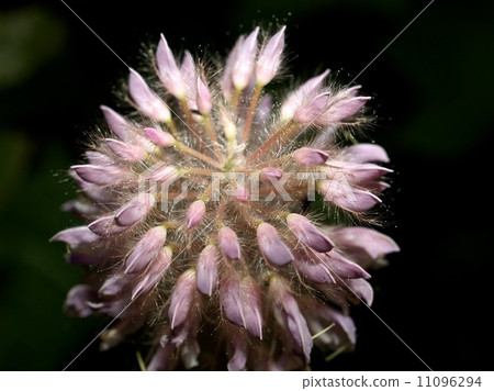 the Selection of Various Colorful Flower in nature the Selection of Various Colorful Flower in nature 11096294