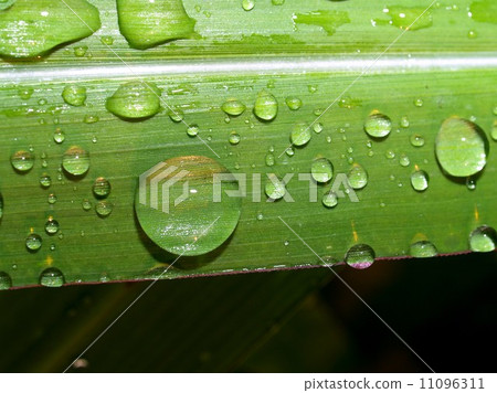 Water and Water Drop on Leaf 11096311