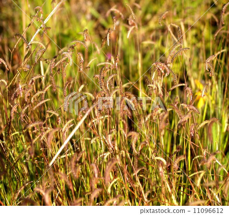 the Selection of Various Colorful Flower in nature 11096612