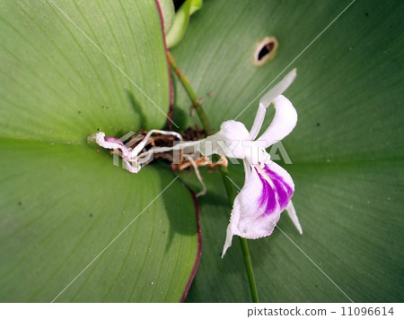 the Selection of Various Colorful Flower in nature the Selection of Various Colorful Flower in nature 11096614