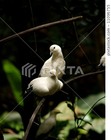 animal in zoo animal in zoo 11096755