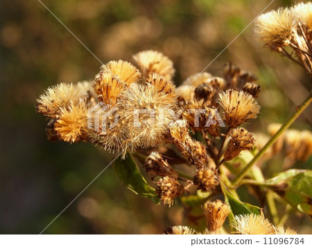 the Selection of Various Colorful Flower in nature the Selection of Various Colorful Flower in nature 11096784
