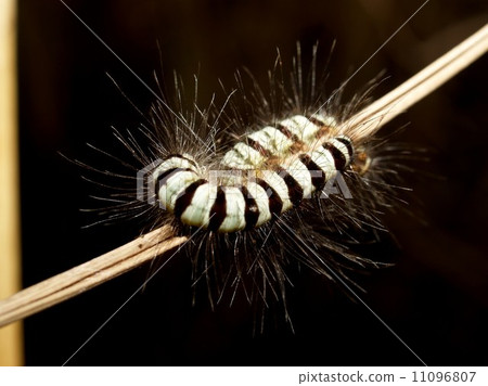 Spider and tarantula photo in nature 11096807