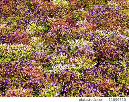 the Selection of Various Colorful Flower in nature 11096830