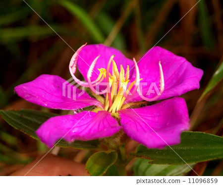 the Selection of Various Colorful Flower in nature 11096859