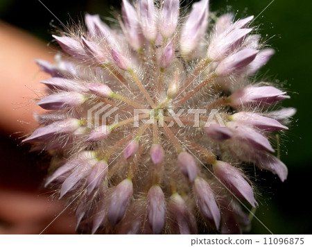 the Selection of Various Colorful Flower in nature the Selection of Various Colorful Flower in nature 11096875