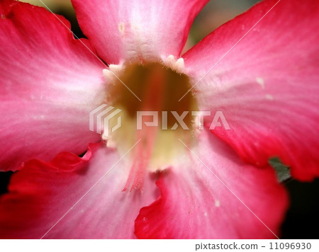 the Selection of Various Colorful Flower in nature the Selection of Various Colorful Flower in nature 11096930