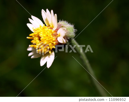 the Selection of Various Colorful Flower in nature the Selection of Various Colorful Flower in nature 11096932