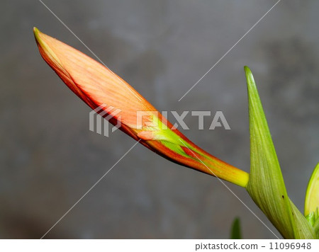 the Selection of Various Colorful Flower in nature 11096948