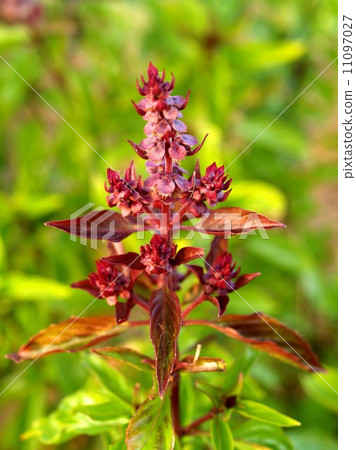 the Selection of Various Colorful Flower in nature 11097027