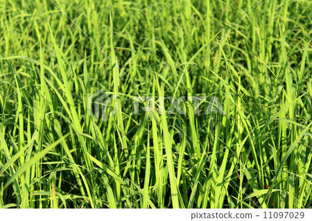 Green rice field 11097029