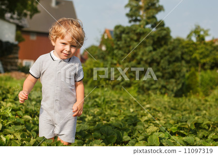 Happy little toddler boy on pick a berry organic strawberry farm Happy little toddler boy on pick a berry organic strawberry farm 11097319
