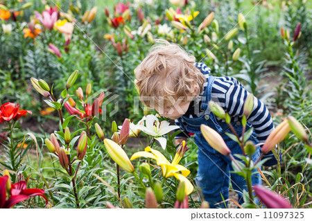 Little toddler boy on lily field in summer 11097325